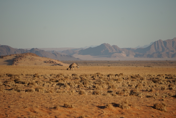 LU8: Nature calling (Elim Düne, Sossusvlei, Namibia, 09.08.19)
