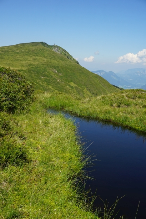 B25: Feldalphorn (09.08.21)
