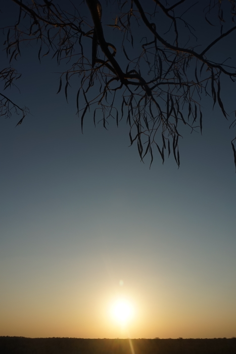 G15: Afrikanische Sonne (Etosha, Namibia, 18.08.2019)