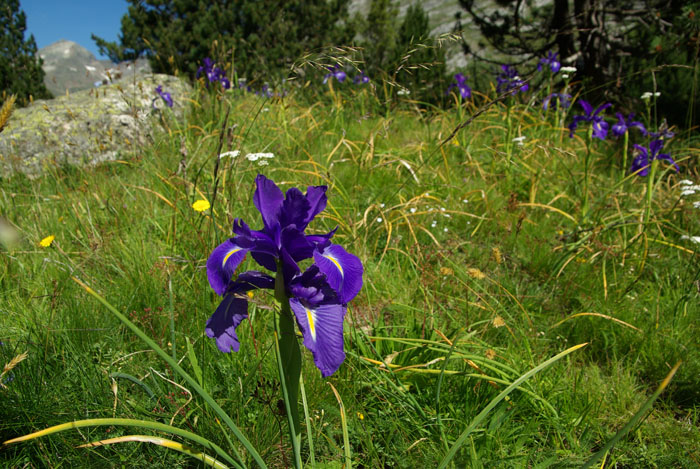 GE18: Pyrenäen-Iris (Pyrenäen, Benasque, 08.07.11)