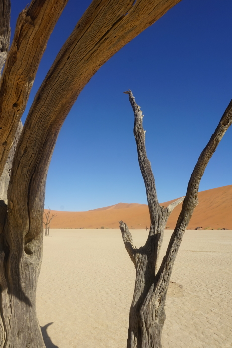 GE46: Toter Baum (Dead Vlei, Namibia, 08.08.2019)
