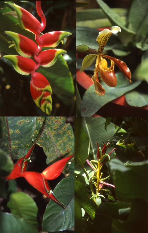 GE5: Floras de Ecuador (Ecuador, 29.12.04)
