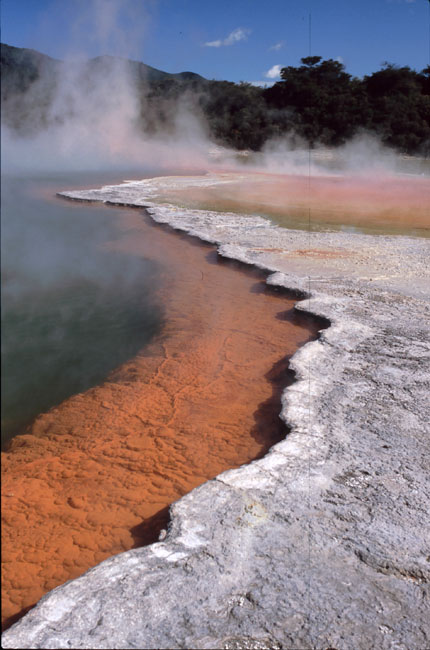 L14: Giftteich (Neuseeland, Dez. 2005)
