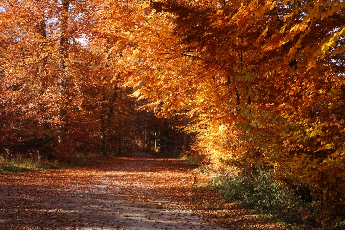 L21: Der Herbst (Gilching, 11.11.2018)