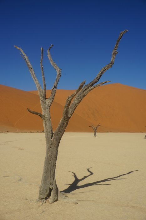 L25: Dead Vlei (Namibia, Sossusvlei, 08.08.2019)
