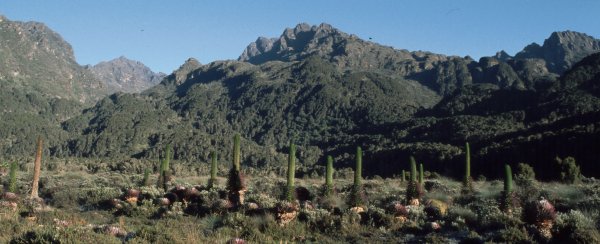 L5: Lobellien (Rwenzori, 02.01.07)
