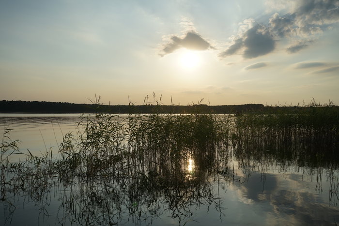 S29: Schilf (Mecklenburgische Seenplatte, 07.08.18)
