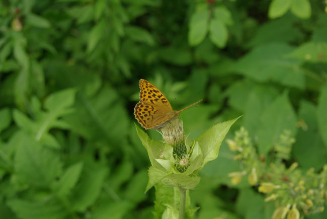 T10: Schmetterling (Gesäuse 28.07.09)
