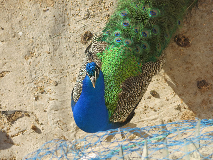 T15: Pfau (Marokko, Essaouira 24.04.14)

