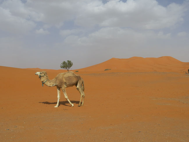 T16: Ein Dromedar! (Marokko, Merzouga,03.05.14)