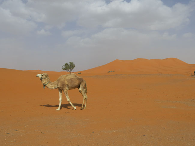 T16: Ein Dromedar! (Marokko, Merzouga,03.05.14)
