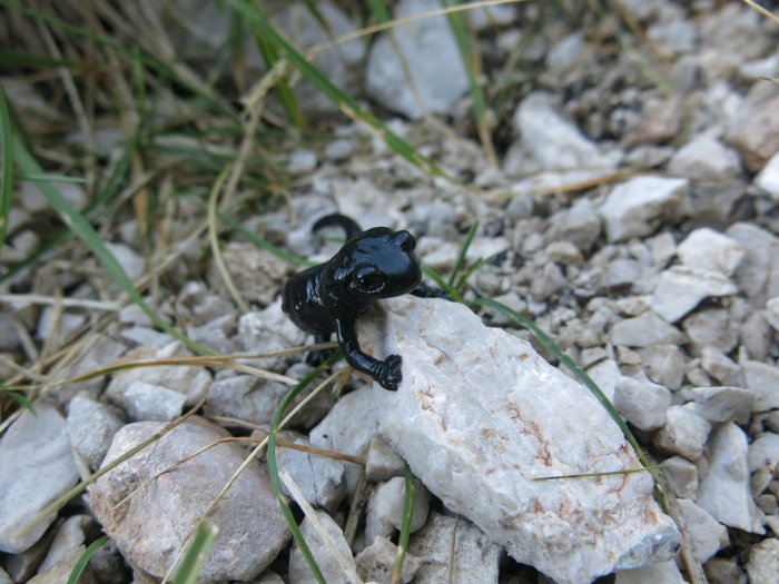 T18: Alpensalamander (Krn, Julische Alpen, 22.08.15)
