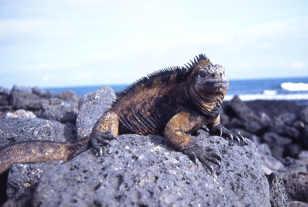 T2: Drache (Galapagos 06.01.05)