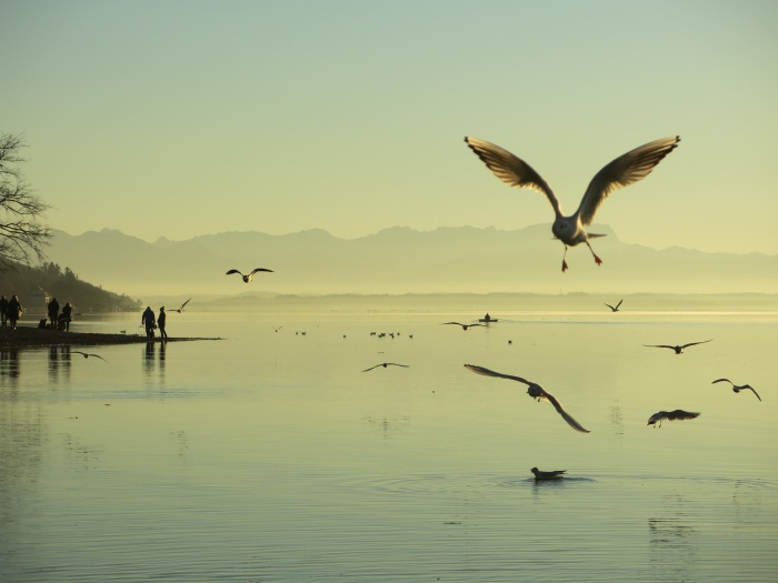 T20: Die Vögel (Starnberg, 01.01.17)
