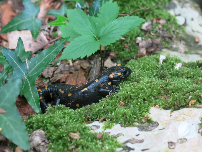 T21: Feuersalamander (Molina, Parco Delle Cascate, 16.04.17)
