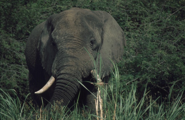 T4: Dickhaut (Uganda 08.01.07)

