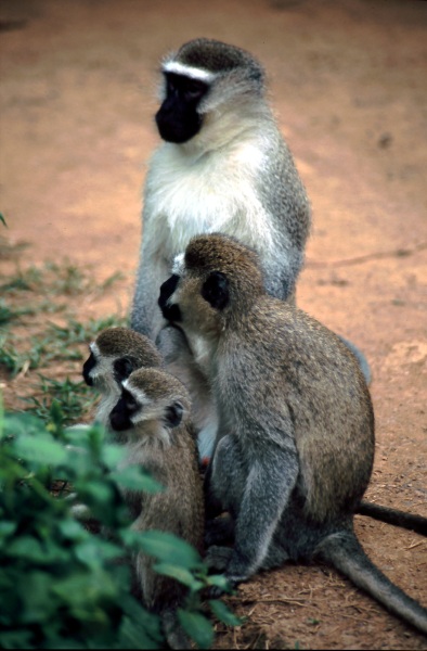 T6: Meerkatzen (Uganda 15.01.07)
