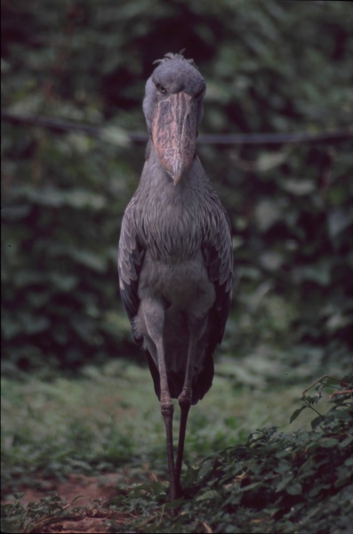 T7: Schuhschnabelstorch (Uganda 15.01.07)
