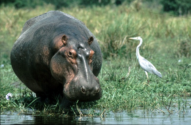 T8: Flußpferd (Uganda 18.01.07)