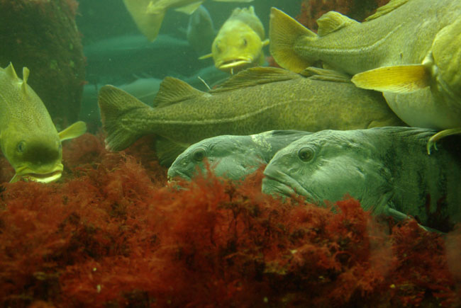 T9: Aquarium (Bergen/Norwegen 27.08.08)
