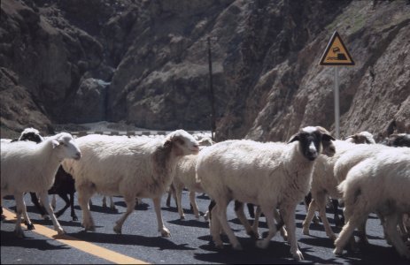 Deutlich mehr Schafe als Autos