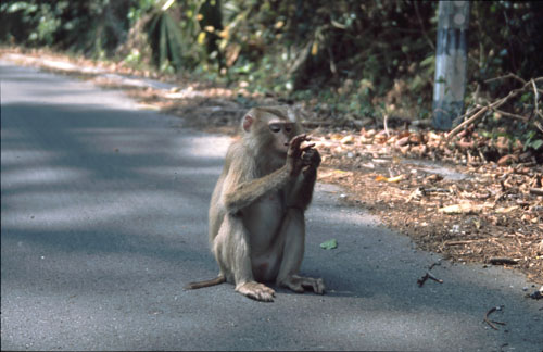 Khao Yai