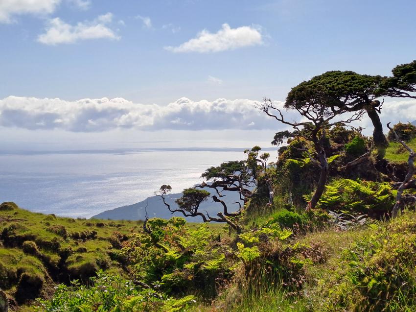 Pico