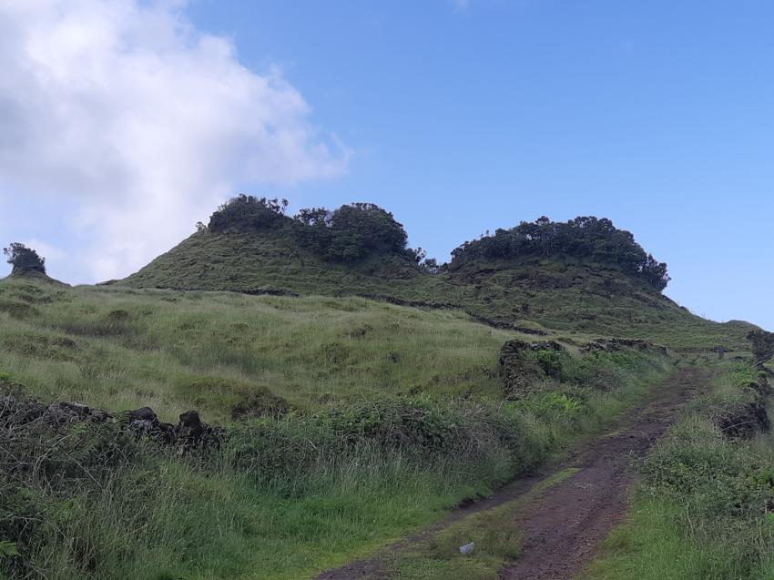 Pico