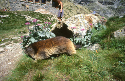 Die Schne und das Biest (Refuge du Pelvoux)