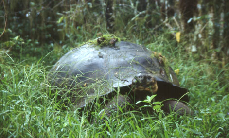 Riesenschildkrte