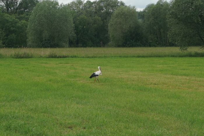 Deutschland p langs