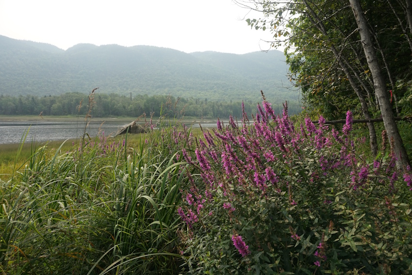 Saguenay