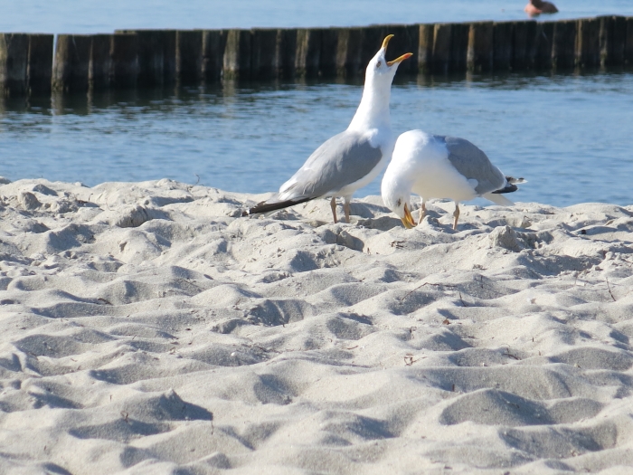 Ostsee