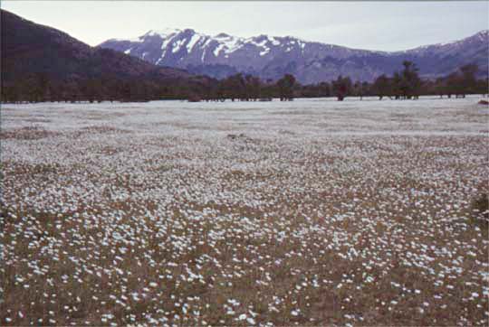 Margariten-Wiese