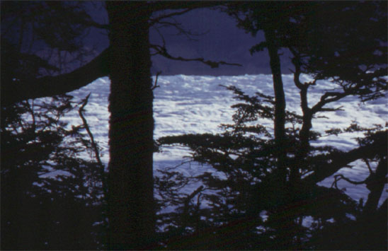 Blick durch den Wald auf den Glaciar Grey