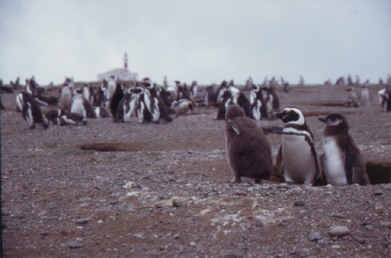 Isla Magdalena