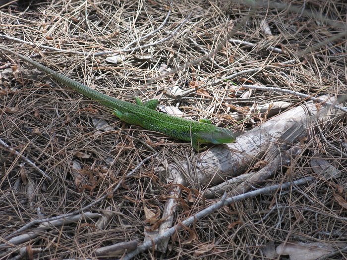 Peloponnes