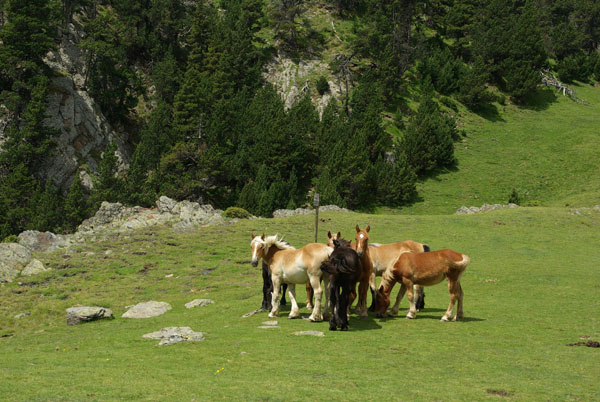 Pic de Quartiules