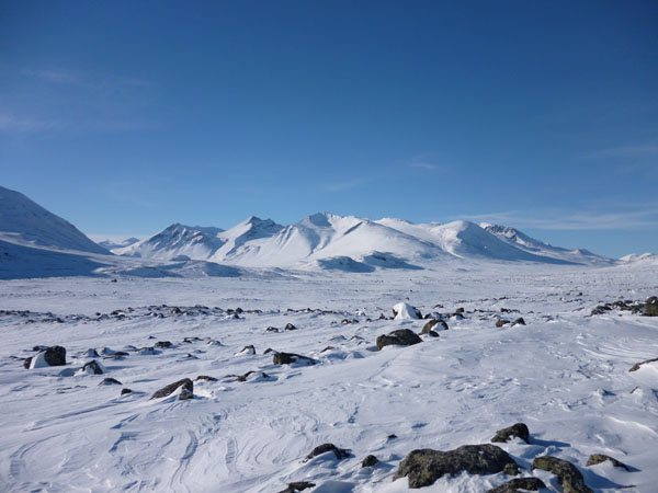 Sarek