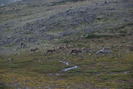 Jotunheimen