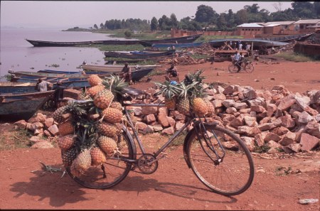 Die goldene Ananas