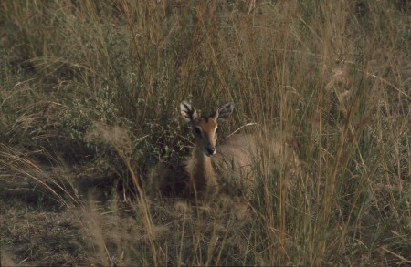 Impala