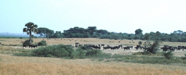 Lake Albert