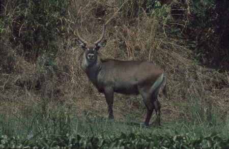 Wasserbock