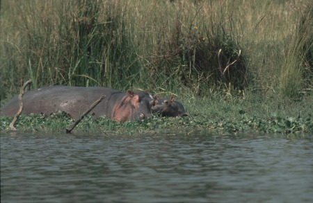 Flupferd-Familie