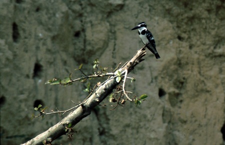 Kingfisher