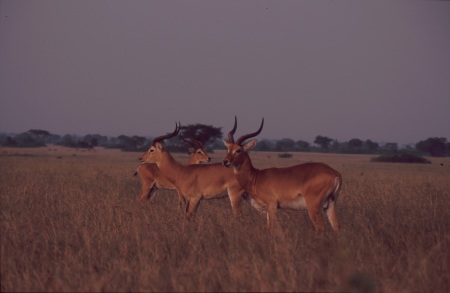 Uganda Kobs