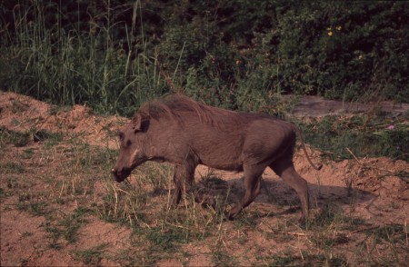 Warzenschwein
