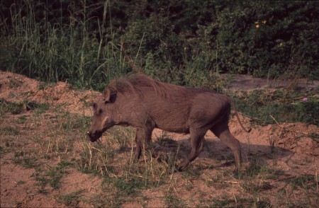 Warzenschwein