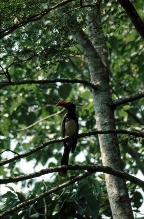 Hornbill